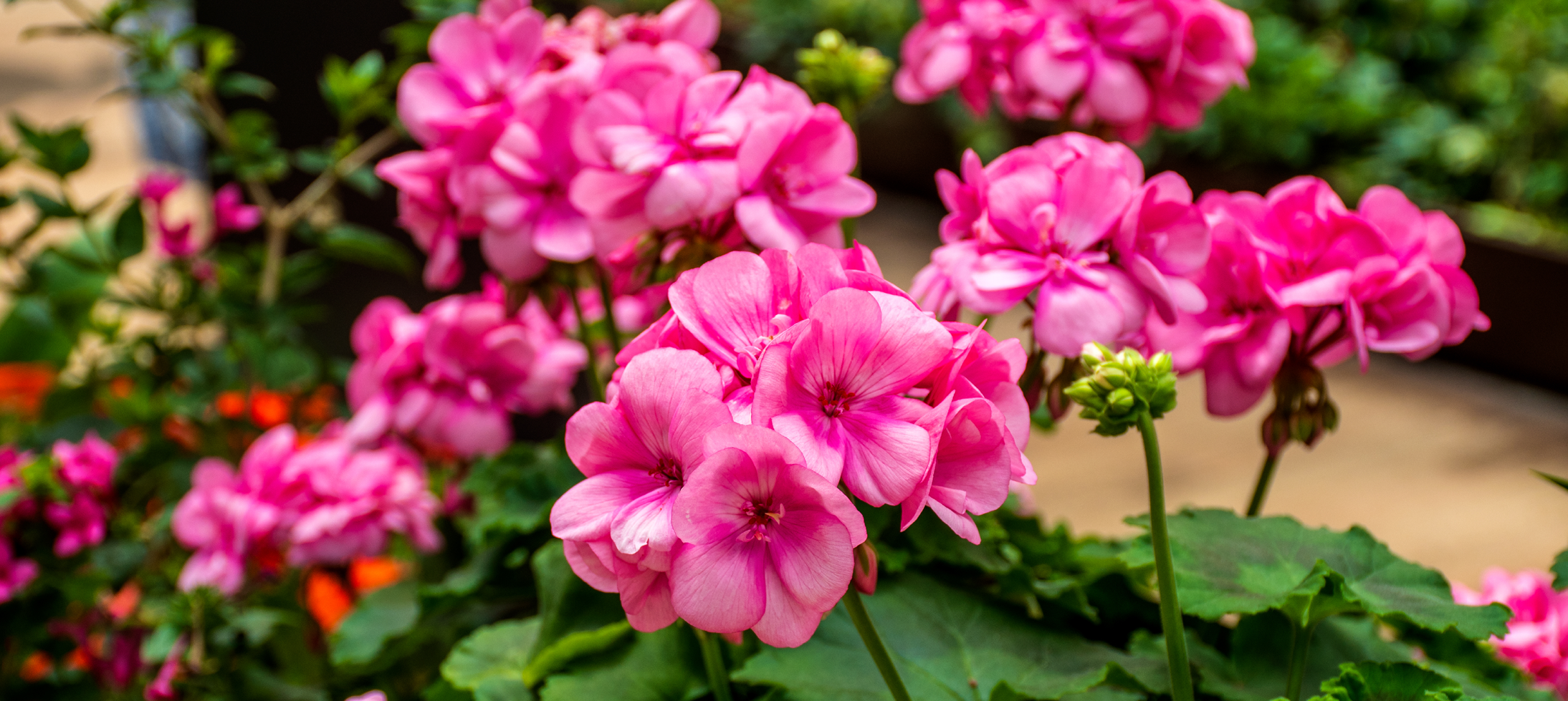 Bild på rosa pelargoner som blommar