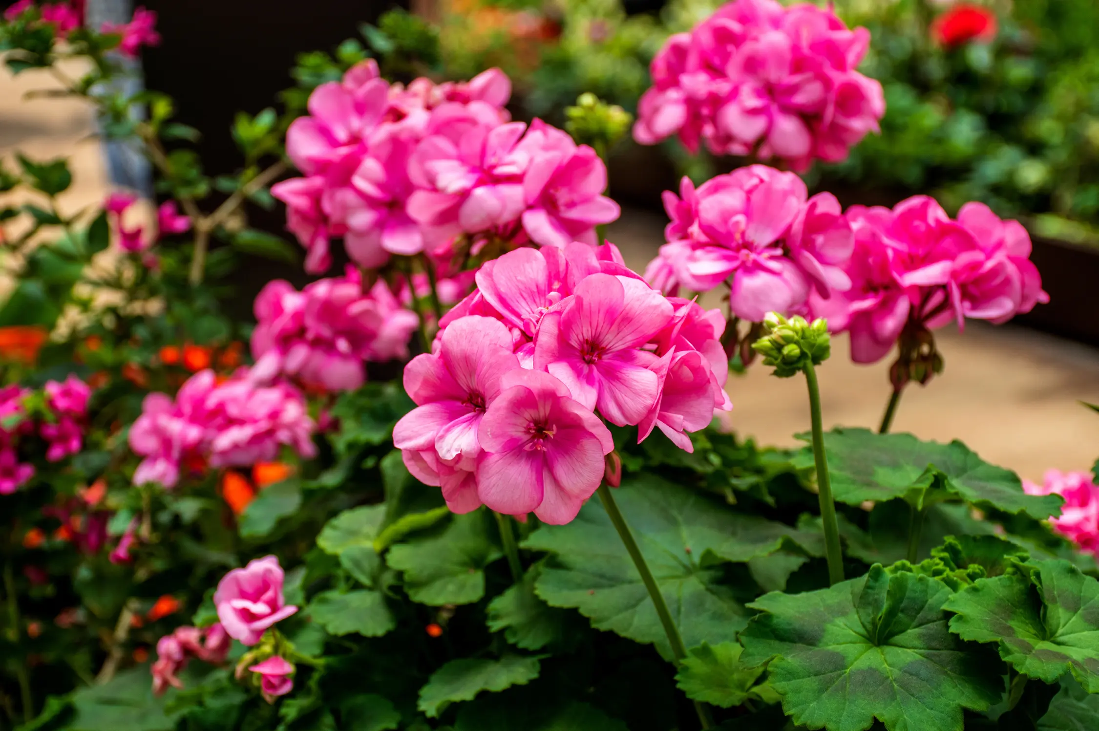 Bild på rosa pelargoner som blommar