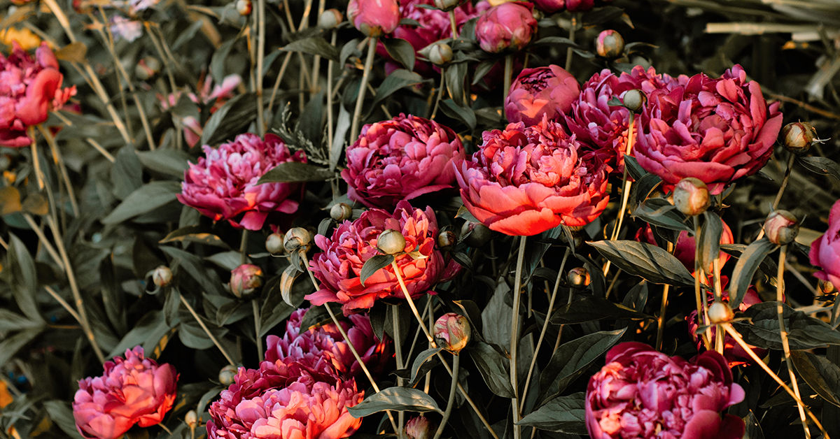 En bild på blommor som ska symbolisera cosmetics