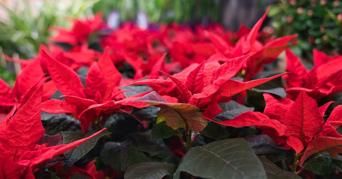 En bild på röda blommor som ska symbolisera prydnadsväxter